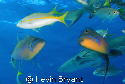 Variety Pack by Kevin Bryant 
